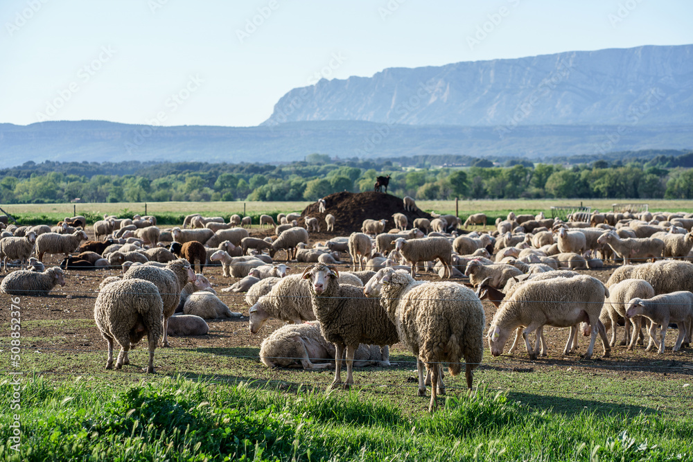 Troupeau de moutons et chèvres en pâturage, Provence, France, Montagne Sainte Victoire en arrière plan.