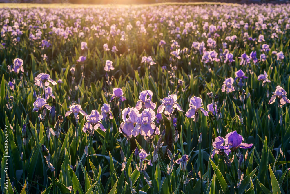 Champ d'iris en Provence. Coucher de soleil.