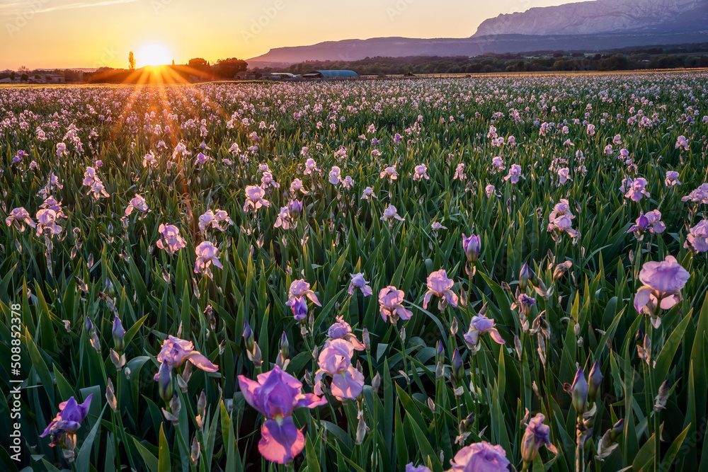 Champ d'iris en Provence. Coucher de soleil.