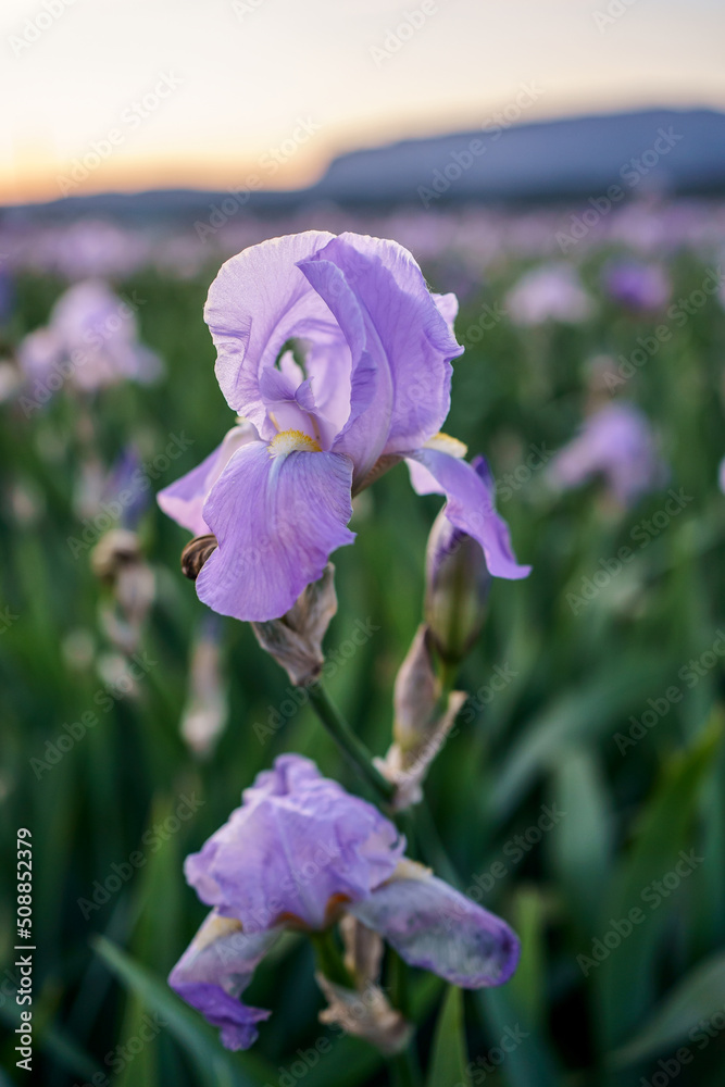 Iris pallida gros plan sur le champ d'iris.