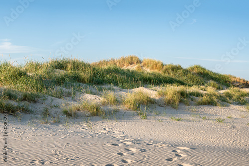 Dune landscape with dune grass  North Sea coast  Sylt  Germany