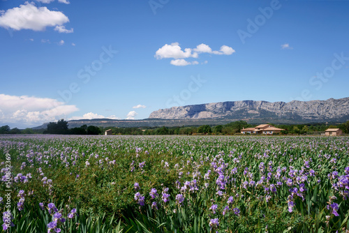 Champ d'iris en Provence. Photo de jour, ciel bleu avec de beaux nuages. 