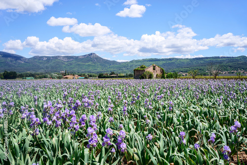 Obraz na płótnie Champ d'iris en Provence. Photo de jour, ciel bleu avec de beaux nuages. w salonie