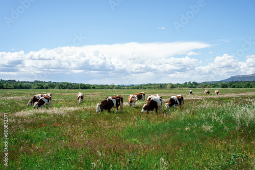 Obraz na płótnie Les vaches en pâturage. Printemps, ciel bleu avec de beaux nuages. w salonie