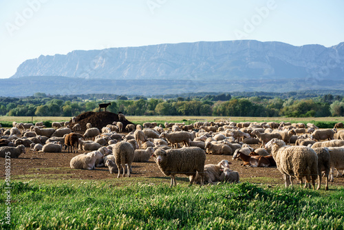 Obraz na płótnie Troupeau de moutons et chèvres en pâturage, Provence, France, Montagne Sainte Victoire en arrière plan. w salonie