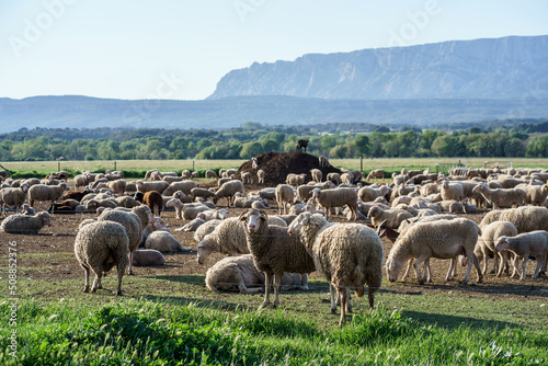 Obraz na płótnie Troupeau de moutons et chèvres en pâturage, Provence, France, Montagne Sainte Victoire en arrière plan. w salonie