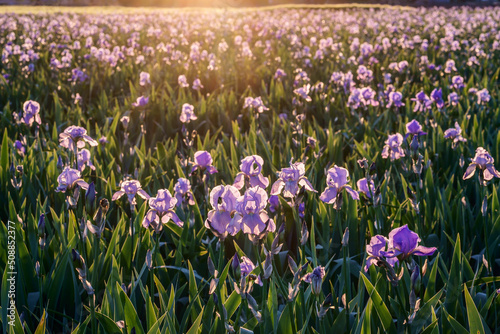 Obraz na płótnie Champ d'iris en Provence. Coucher de soleil. w salonie
