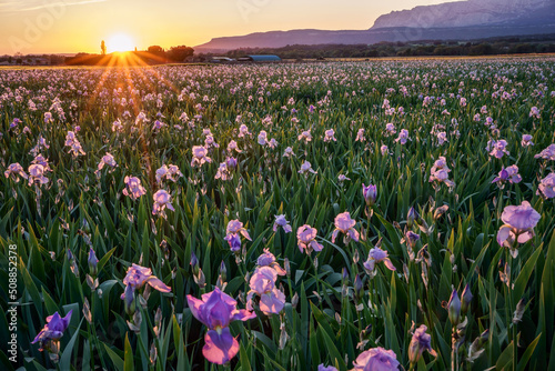 Obraz na płótnie Champ d'iris en Provence. Coucher de soleil. w salonie
