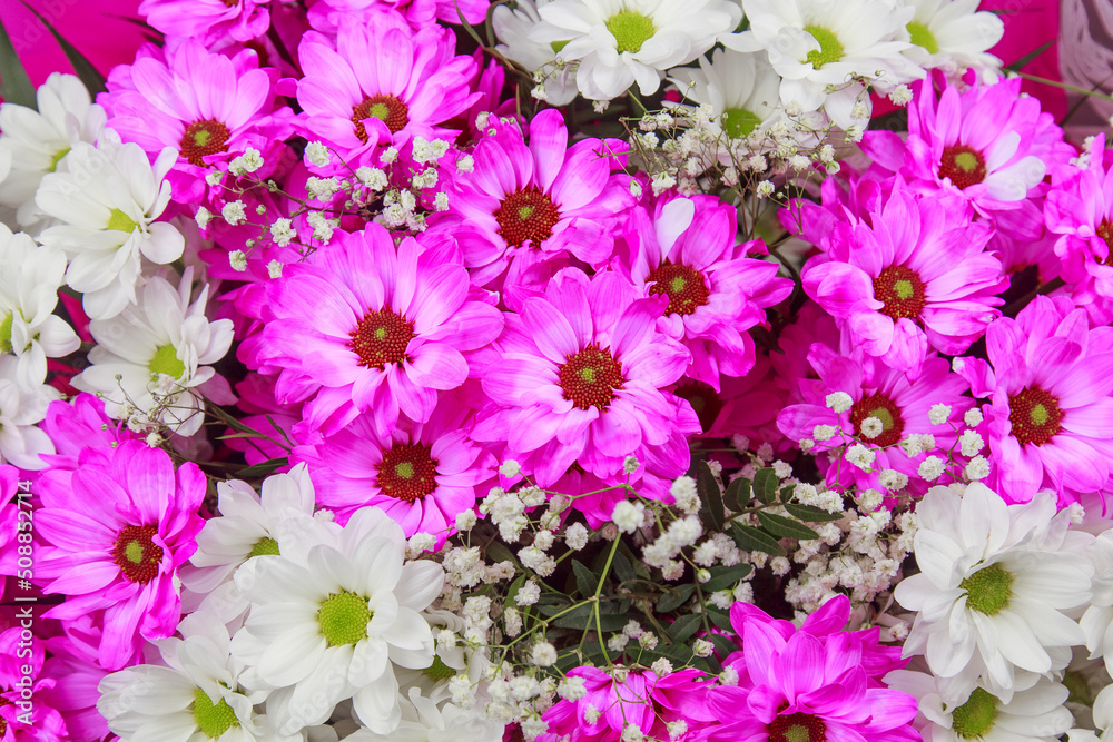 Background of pink daisy flowers, a sign of spring Background of pink daisy flowers, a sign of spring