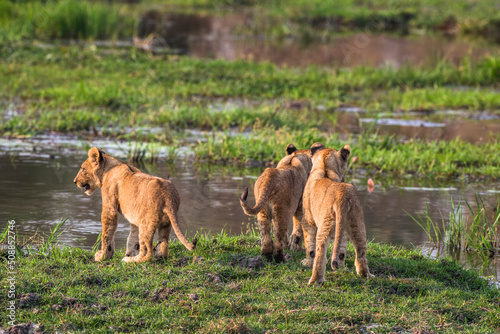 cubs contemplate the crossing