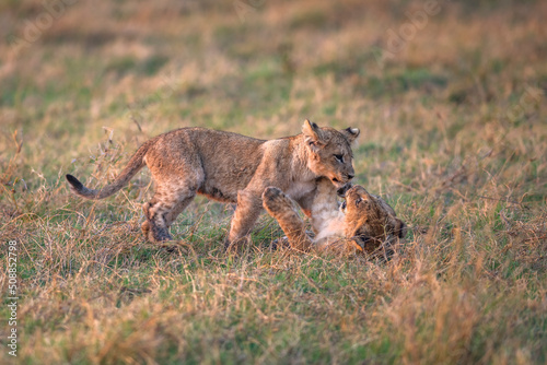 Lion cubs at Play