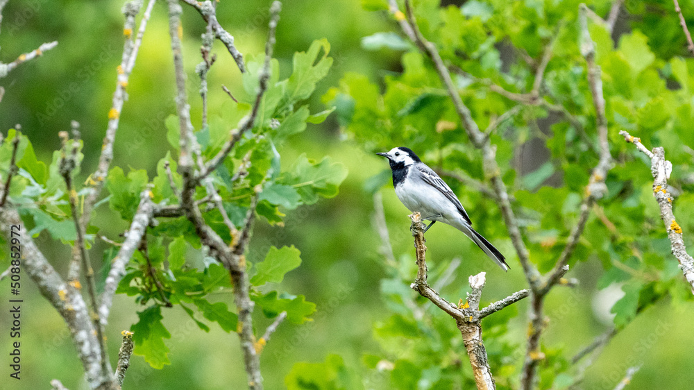 bird on a branch bird on a branch