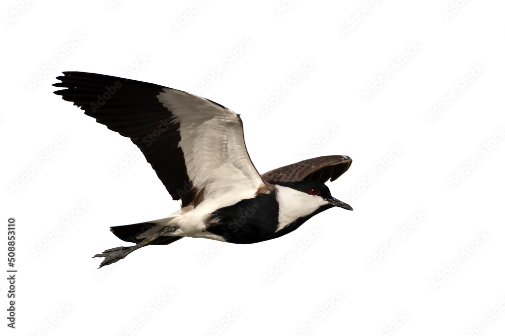 Obraz premium Isoalted bird. Spur-winged Lapwing. (Vanellus spinosus). White background.