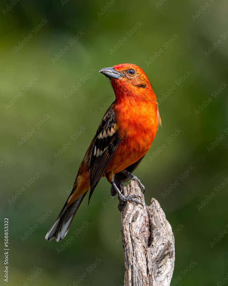 Fototapeta premium Flame-colored Tanager Piranga bidentata perched on a snag in the Talamanca Highlands of Costa Rica