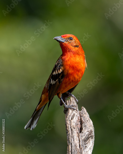 Flame-colored Tanager Piranga bidentata perched on a snag in the Talamanca Highlands of Costa Rica