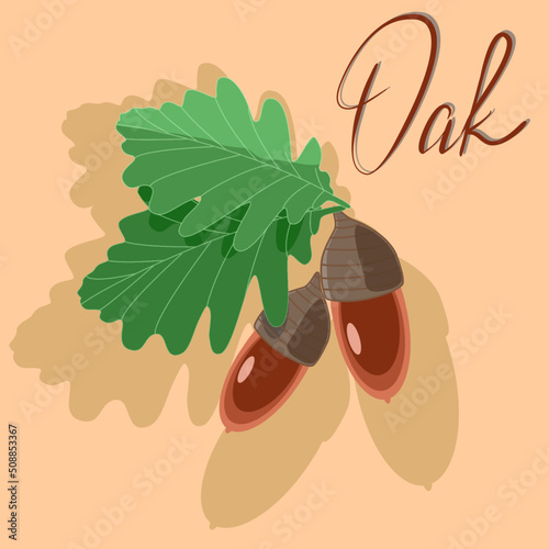 Vector illustration with oak leaves and acorns in flat technique on a yellow background 