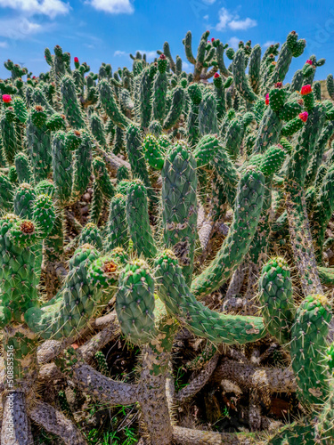 Grandes Cactus Columnares con flores rojas en Alicante típicos del mediterráneo y zonas semidesérticas photo