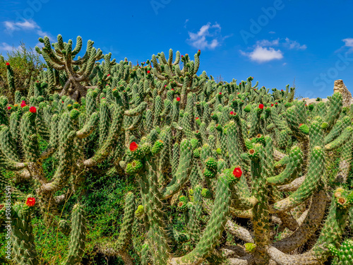 Grandes Cactus Columnares con flores rojas en Alicante típicos del mediterráneo y zonas semidesérticas photo