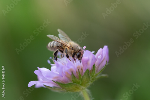 Close-up of a tiny honey bee looking for pollen on a purple flower. The bee is partially covered with purple pollen. The background is green. © leopictures