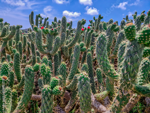 Grandes Cactus Columnares con flores rojas en Alicante típicos del mediterráneo y zonas semidesérticas photo