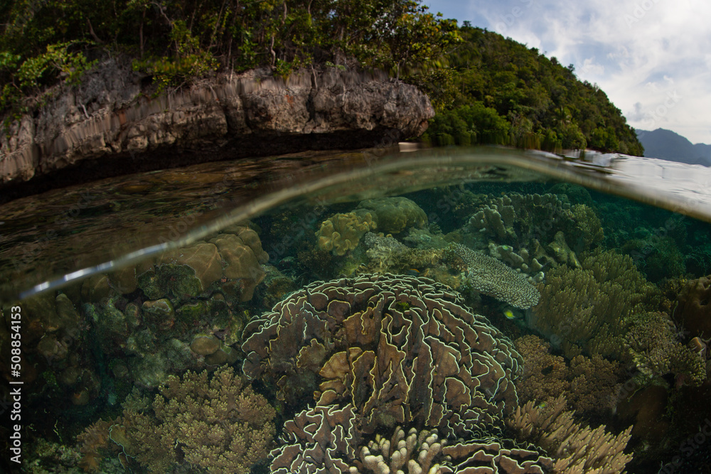 A healthy coral reef grows along the edge of a remote limestone island in Raja Ampat, Indonesia. This tropical region is known as the heart of marine biodiversity. 