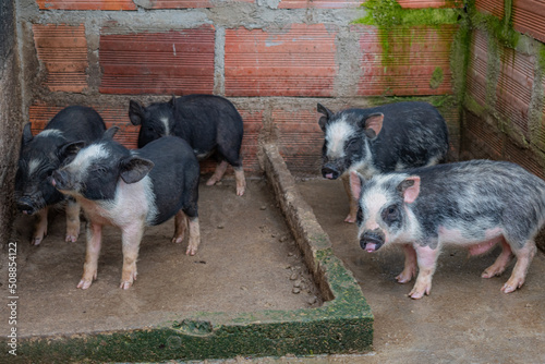 mini pig farm in colombia