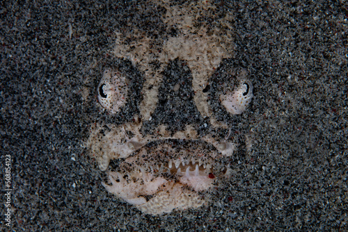 A Blackfin stargazer  Ichthyscopus nigripinnis  lies buried in sand waiting to ambush prey near a reef in Indonesia. Stargazers have venomous spines above their pectoral fins.