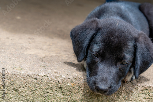 Fotografia creole black puppy