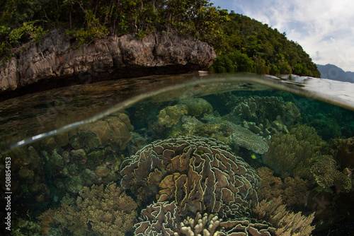 A healthy coral reef grows along the edge of a remote limestone island in Raja Ampat  Indonesia. This tropical region is known as the heart of marine biodiversity. 