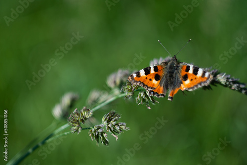 Motyl siedzący na łodydze rośliny na zielonym rozmytym tle.