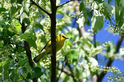 Blue Winged warbler sits perched on a branch photo