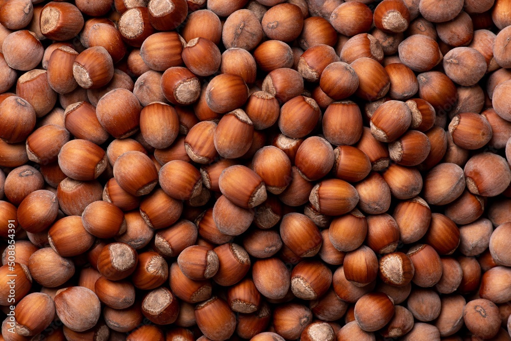 A lot of brown hazelnuts in the shell, top view. Autumn harvest, healthy food. A lot of brown hazelnuts in the shell, top view. Autumn harvest, healthy food.