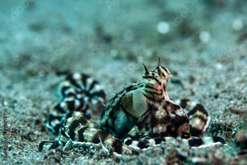 A mimic octopus on the bottom of the sea 