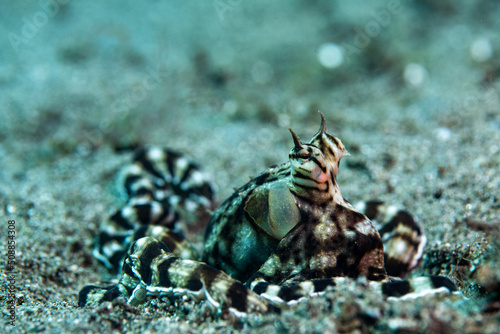 Fotografie A mimic octopus on the bottom of the sea