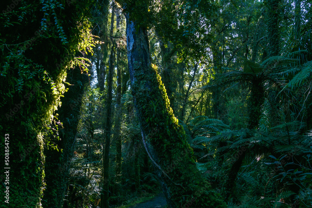 Obraz premium Darkness in New Zealand rainforest with sun back-lighting green kidney fern climbing tree trunk