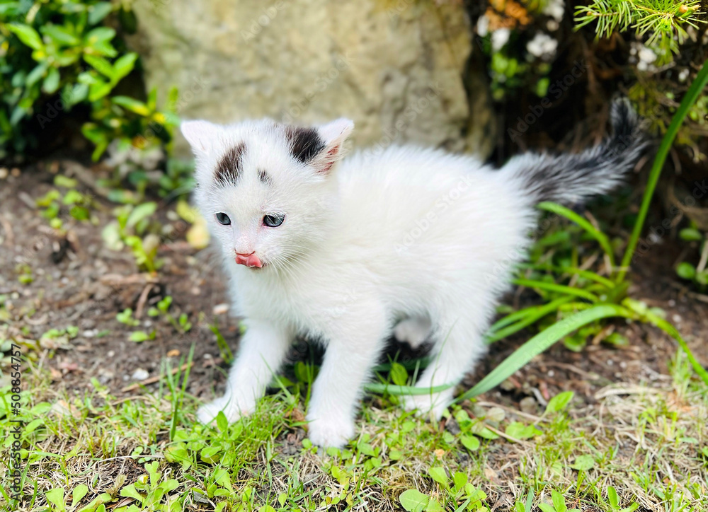 Little white kitten shows tongue. Playful pet. Selective focus Little white kitten shows tongue. Playful pet. Selective focus