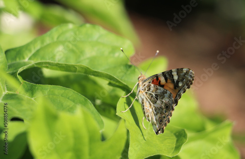 Schmetterling Vanessa kershawi sitzt auf einem Blatt, Nahaufnahme photo