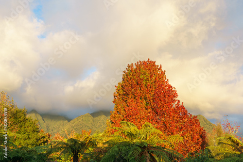 Bright autumn foliage of maple tree stands out against green of trees and mountains being enveloped in low cloud. photo