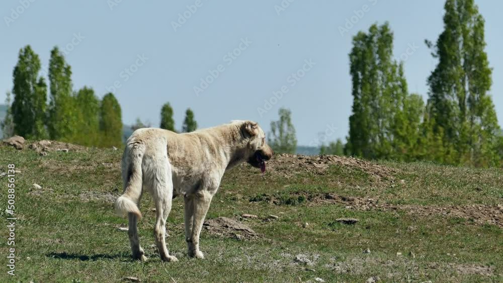 a panting dog, a dog breathing fast, a tired dog breathing fast, a panting dog, a dog breathing fast, a tired dog breathing fast,