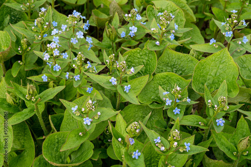 Brunnera sibirica blue flowers spring background. Photo.
