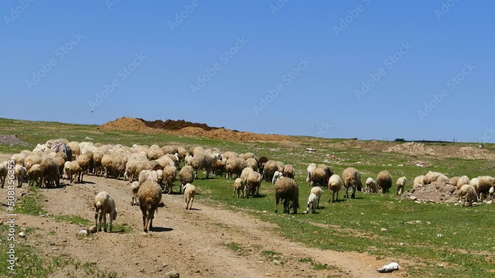 herd of sheep and lambs grazing in the field, mixed sheep and lambs, herd of sheep and lambs grazing in the field, mixed sheep and lambs,