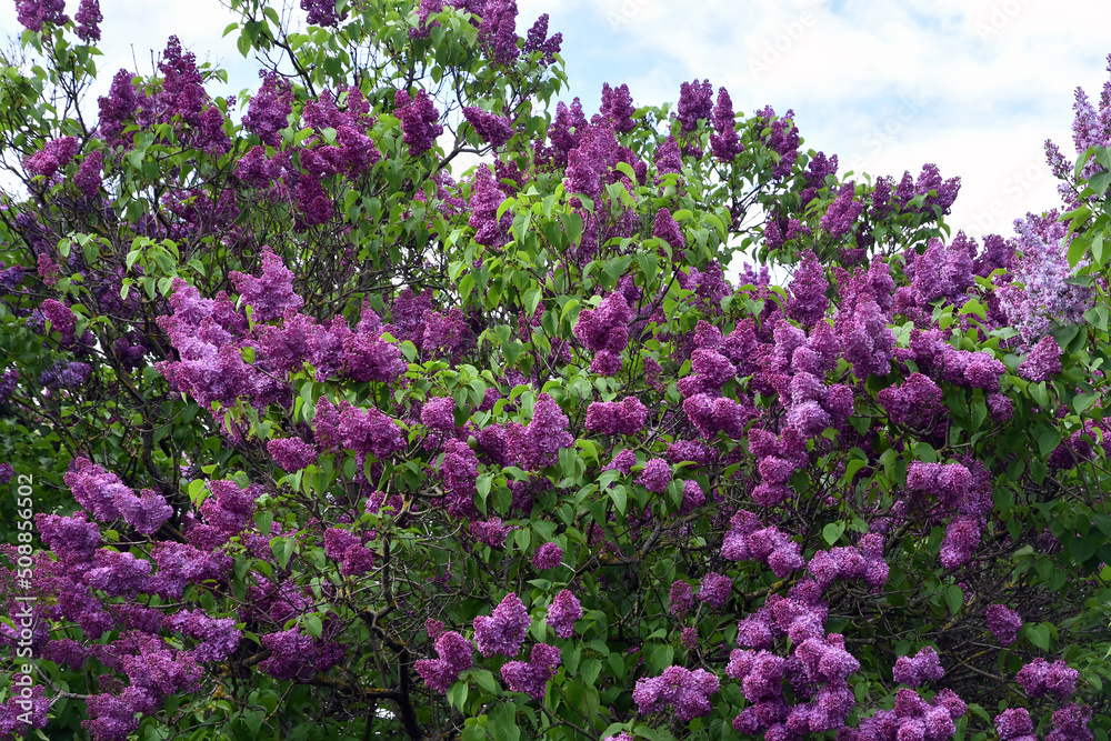 Lilac trees in lilac garden in Moscow. Lilac trees in lilac garden in Moscow.
