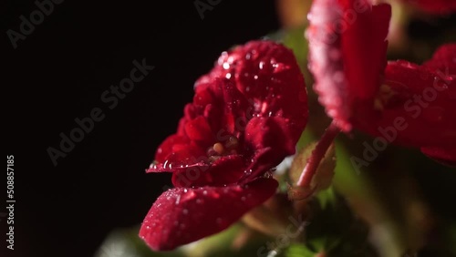 red flower with water drops on black background