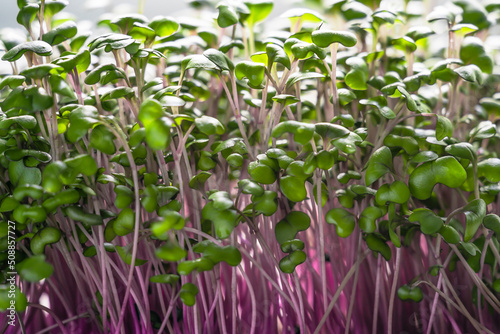 Close-up fresh red cabbage seed sprouts. Microgreens on light background. Gardening at home. Healthy vegan sustainable lifestyle concept