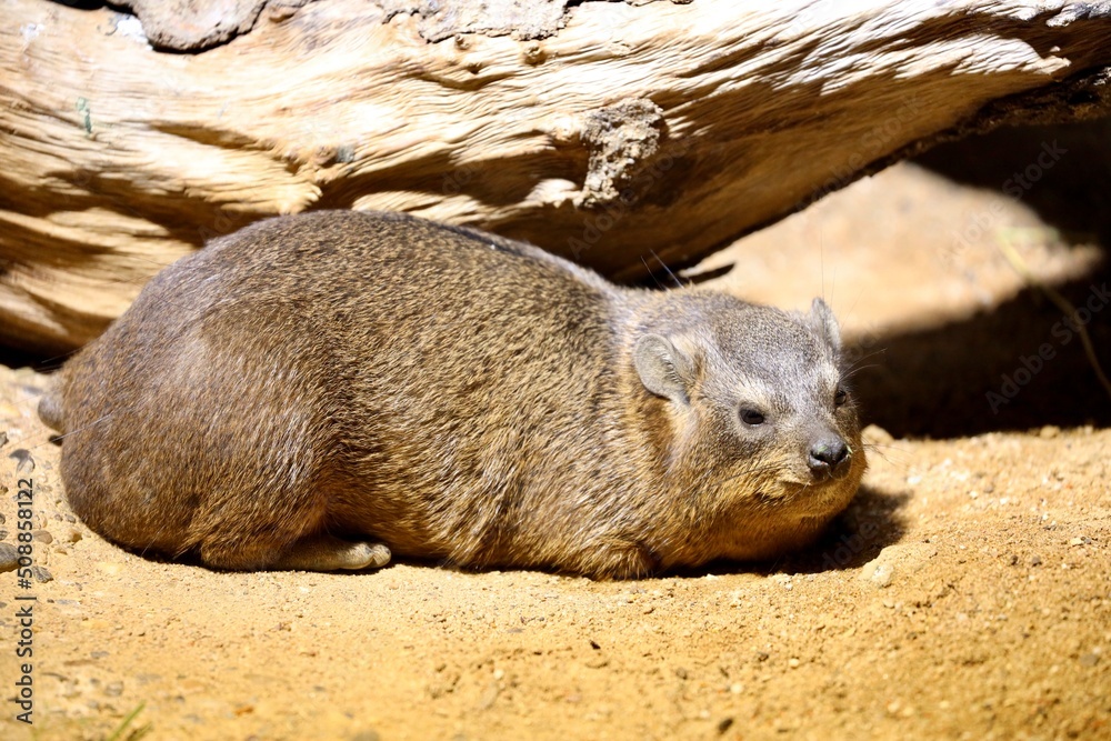 Naklejka premium prairie dog eating grass