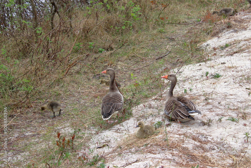 Goose Family Goose Family