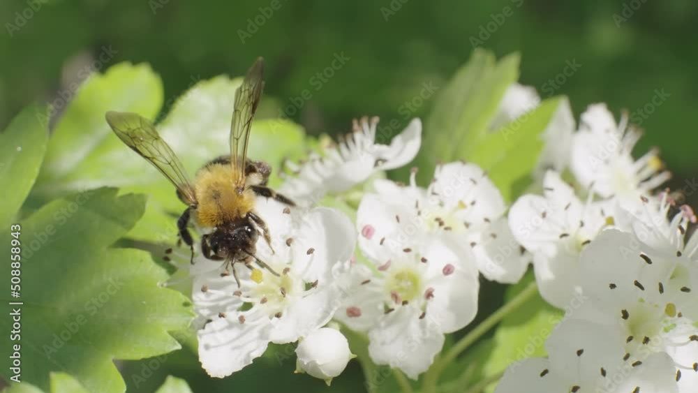 Macro shoot of a bee collecting nectar on a white hawthorn flower, slow motion. Macro shoot of a bee collecting nectar on a white hawthorn flower, slow motion.