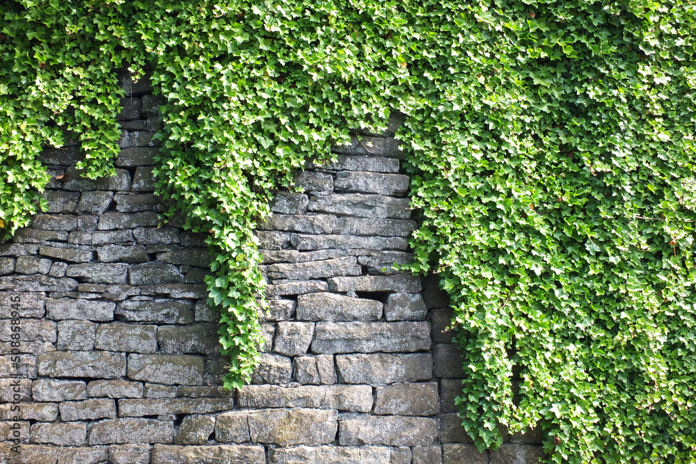 old grey stone wall covered in dense green ivy old grey stone wall covered in dense green ivy