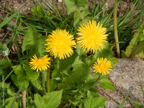 dandelions in the grass