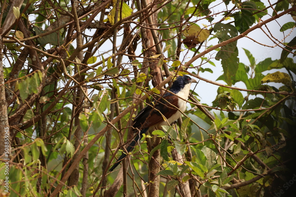 bird  in the savannah in rwanda